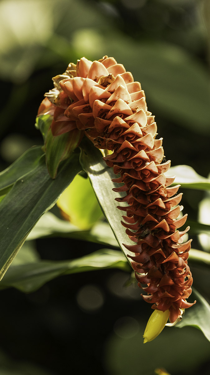 Spiralling ginger flower cone showing radial, layered geometry