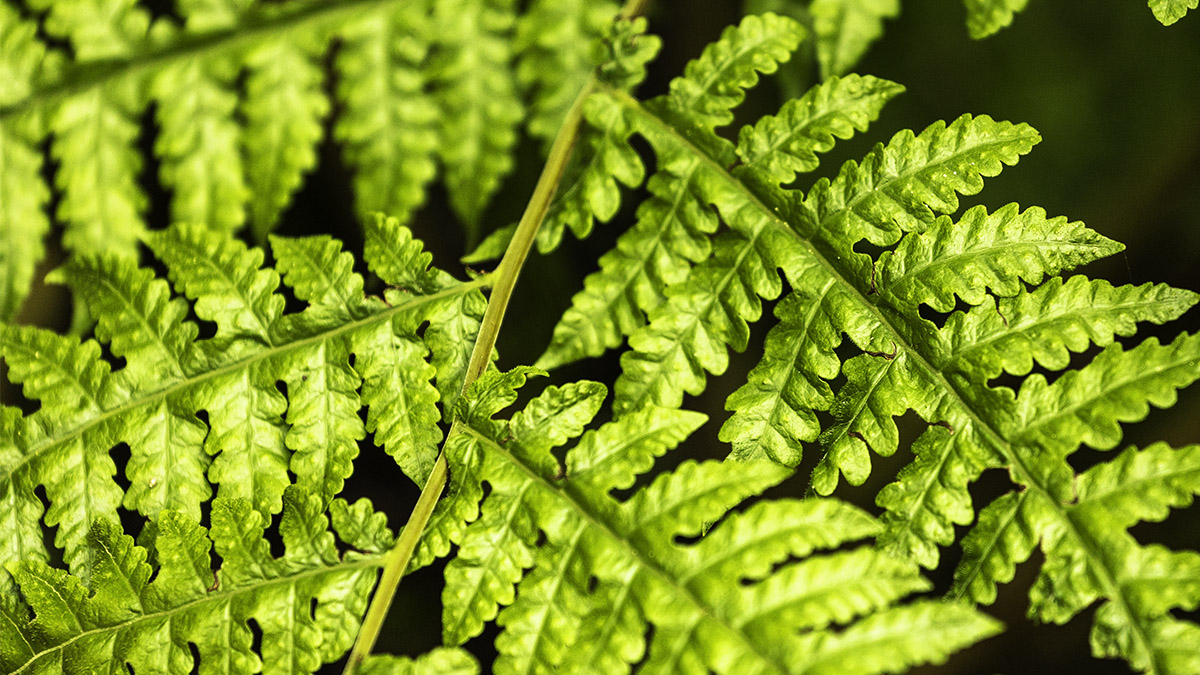 Backlit fern frond showing repeating, self-similar branching structure