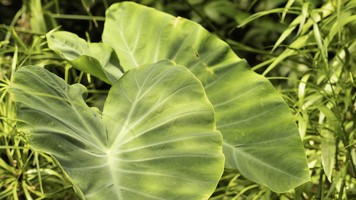 Backlit elephant-ear leaf showing branching vein pattern