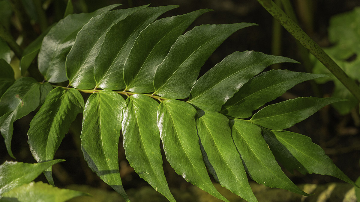 Fractal branching pattern in a fern leaf