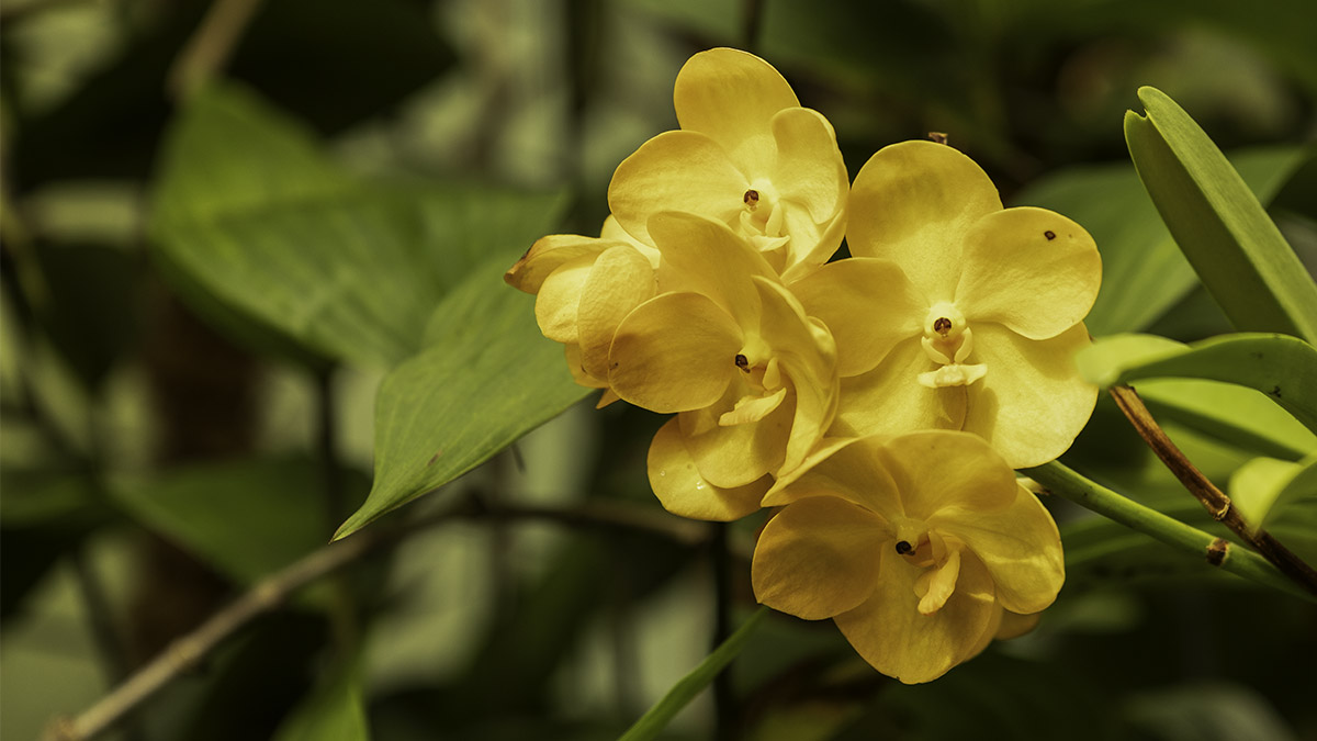 Cluster of yellow orchid flowers showing radial, five-fold symmetry